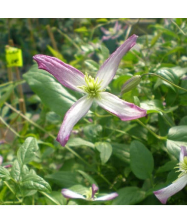 Clematis botāniskais Rubromarginata 4L pods