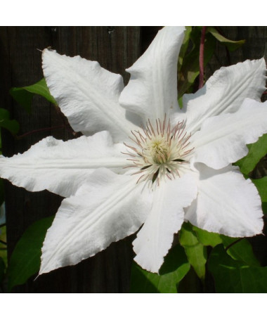 Klematis Gladys Picard P9/C1