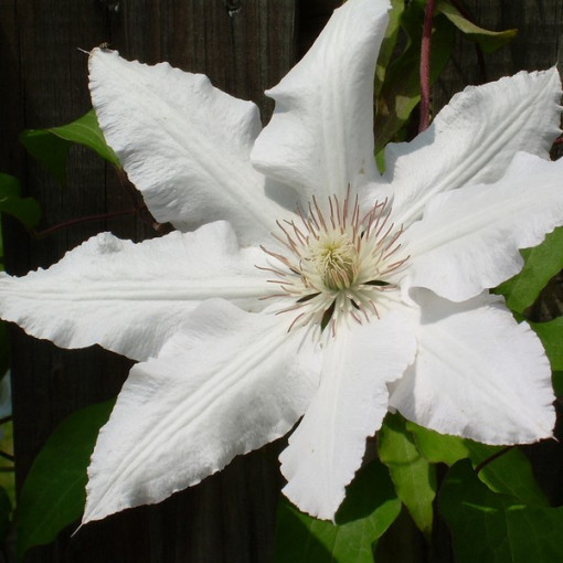 Klematis Gladys Picard P9/C1