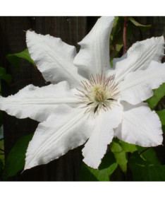 Klematis Gladys Picard P9/C1