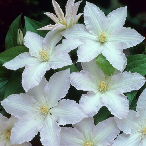 Klematis Gladys Picard P9/C1