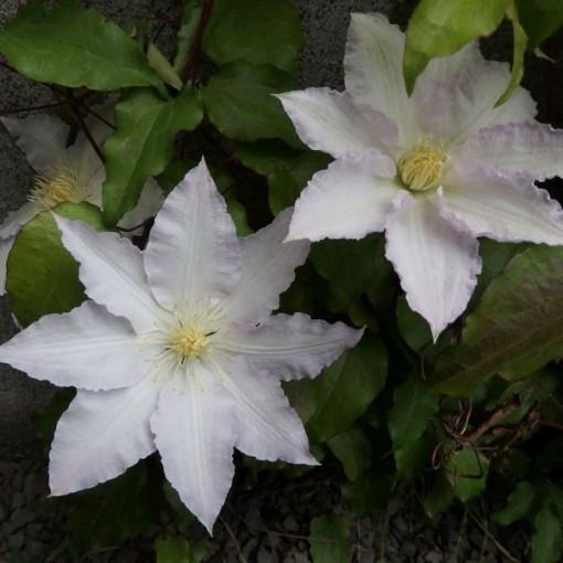 Klematis Gladys Picard P9/C1