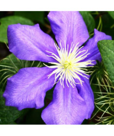 Klematis Generālis Sikorskis (lielziedu) P9/C1