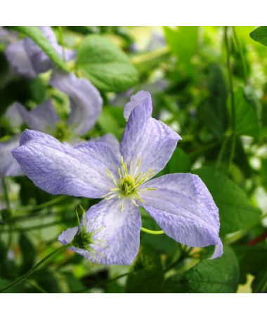 Klematis Emilia Plater (viticella) P9/C1