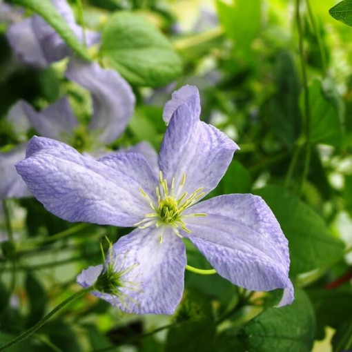 Klematis Emilia Plater (viticella) P9/C1