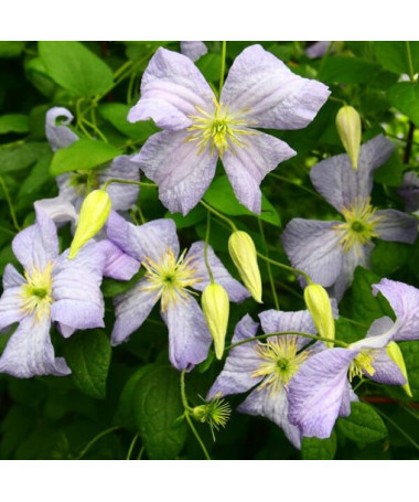 Klematis Emilia Plater (viticella) P9/C1