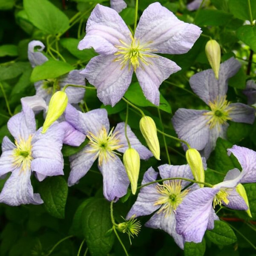 Klematis Emilia Plater (viticella) P9/C1