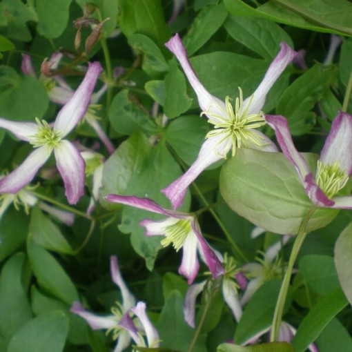 Clematis botāniskais Rubromarginata 4L pods