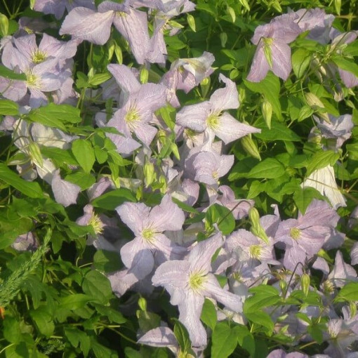 Klematis Emilia Plater (viticella) P9/C1
