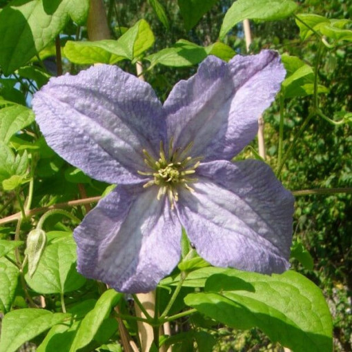Klematis Emilia Plater (viticella) P9/C1