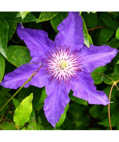 Klematis Varšavas Bērni (lielziedu) P9/C1