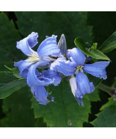 Klematis Cassandra (lakstaugs) AROMĀTISKS P9/C1