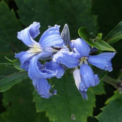 Klematis Cassandra (lakstaugs) AROMĀTISKS P9/C1