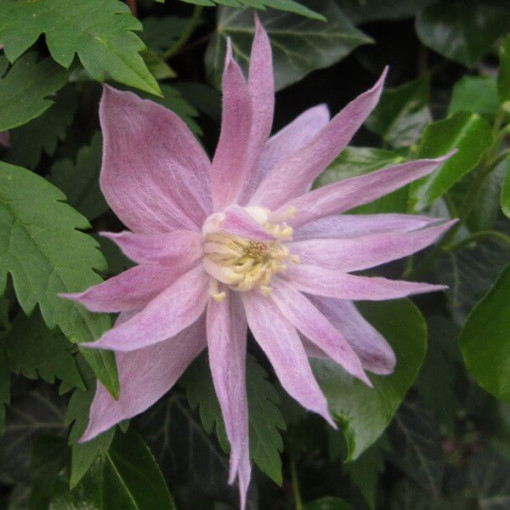 Klematis (botāniskais) Markham's Pink P9/C1