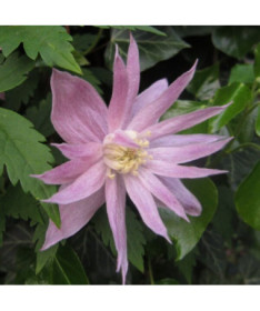 Klematis (botāniskais) Markham's Pink P9/C1