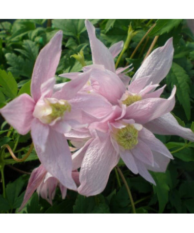 Klematis (botāniskais) Markham's Pink P9/C1