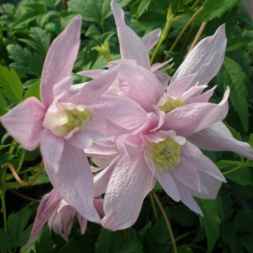 Klematis (botāniskais) Markham's Pink P9/C1