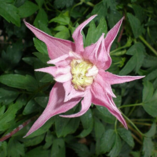 Klematis (botāniskais) Markham's Pink P9/C1