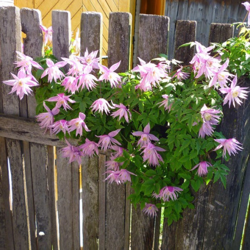 Klematis (botāniskais) Markham's Pink P9/C1