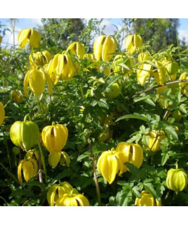 Klematis (botāniskais) 'Bill Mackenzie' P9/C1