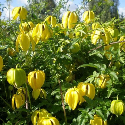 Klematis (botāniskais) 'Bill Mackenzie' P9/C1