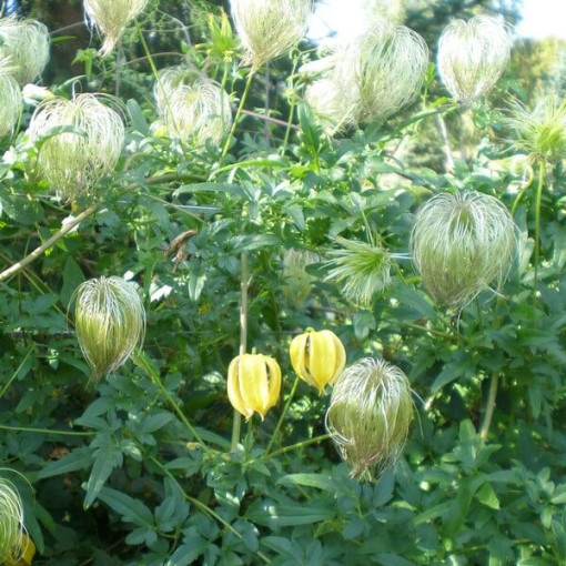 Klematis (botāniskais) 'Bill Mackenzie' P9/C1