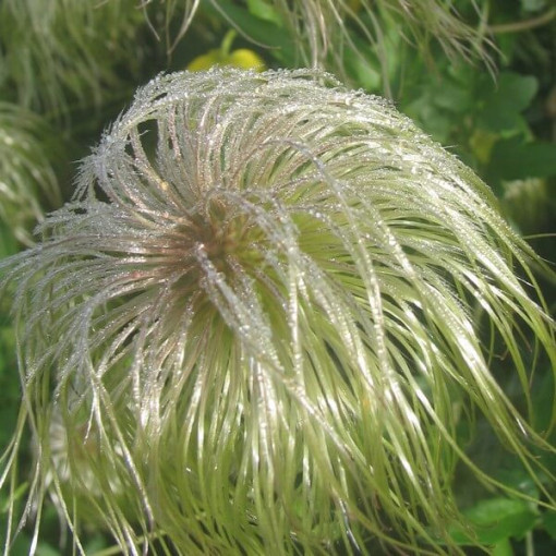 Klematis (botāniskais) 'Bill Mackenzie' P9/C1