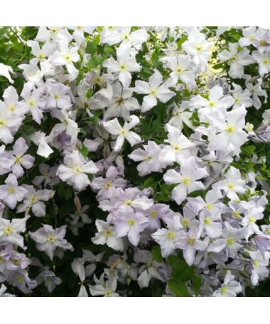 Klematis Zilais Enģelis (viticella) P9/C1