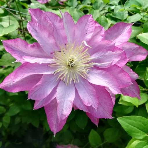 Klematis Asao (lielziedu) P9/C1