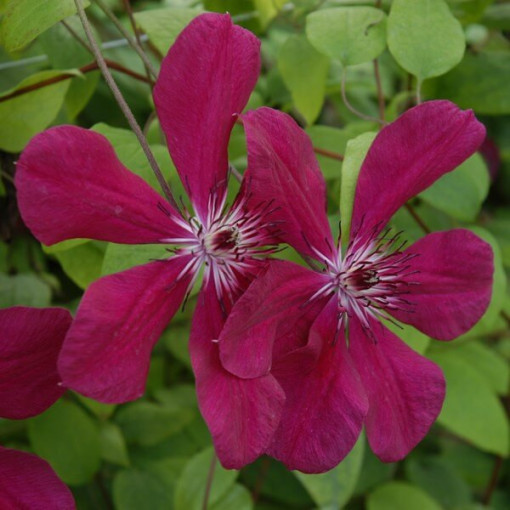Klematis Allanah (lielziedu) P9/C1