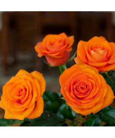 Lielziedu roze 'Sika' 4L pods