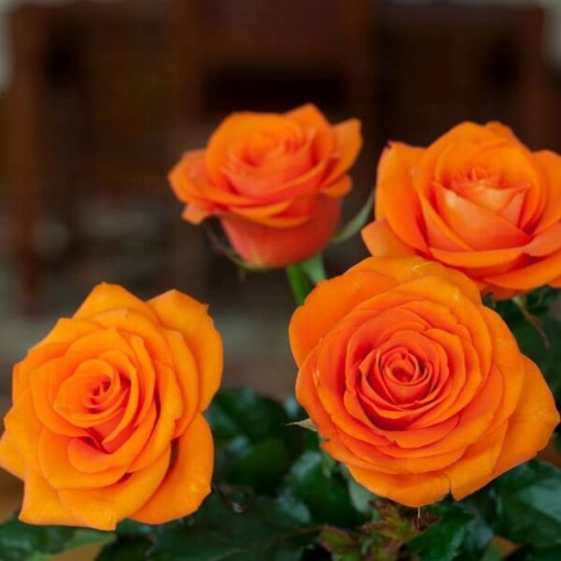 Lielziedu roze 'Sika' 4L pods