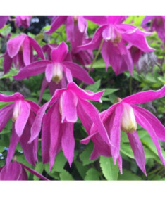 Klematis (pilndobš) Ruby P9/C1