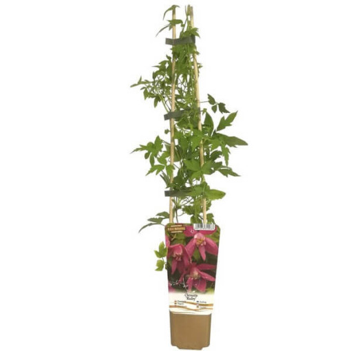 Klematis (pilndobš) Ruby P9/C1