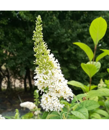 Dāvida budleja (Buddleja davidii) 'White Bouquet' pods 2L