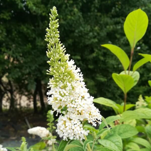 Dāvida budleja (Buddleja davidii) 'White Bouquet' pods 2L