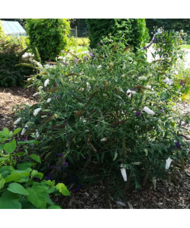 Dāvida budleja (Buddleja davidii) 'White Bouquet' pods 2L
