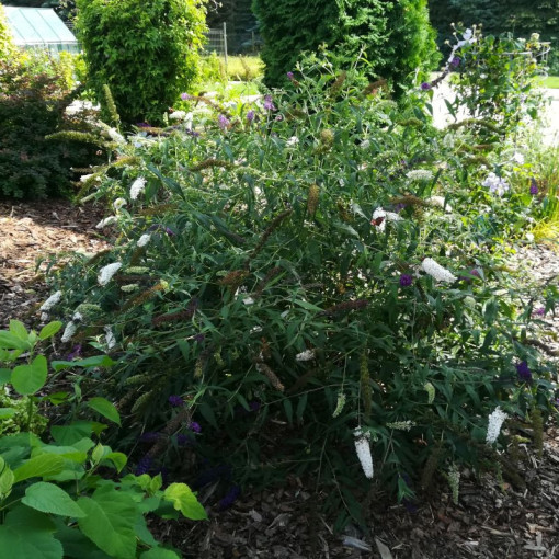 Dāvida budleja (Buddleja davidii) 'White Bouquet' pods 2L