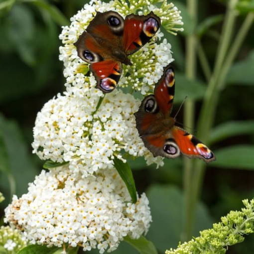 Dāvida budleja (Buddleja davidii) 'White Bouquet' pods 2L