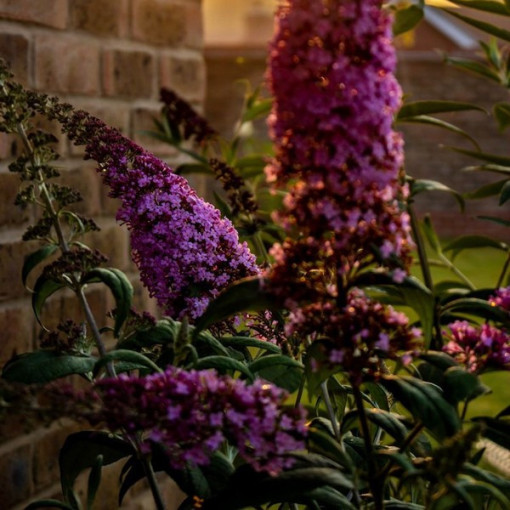 Budleja 'Summer Beauty' pods 2L