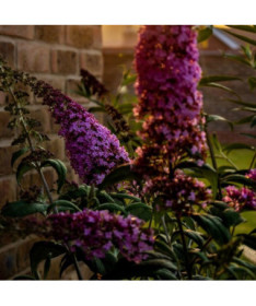 Budleja 'Summer Beauty' pods 2L