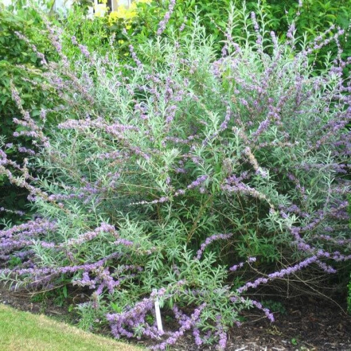 Maino lapu budleja (Buddleja alternifolia) pods 2L