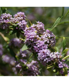 Pakaitalapė budlėja (Buddleja alternifolia) P9/C1