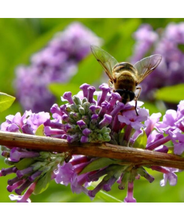 Pakaitalapė budlėja (Buddleja alternifolia) P9/C1