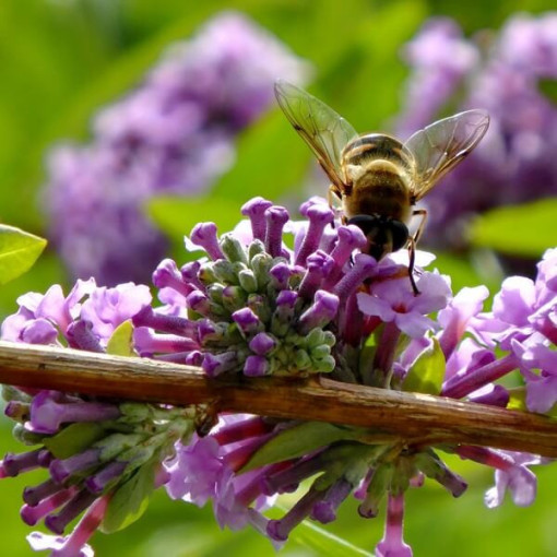 Pakaitalapė budlėja (Buddleja alternifolia) P9/C1