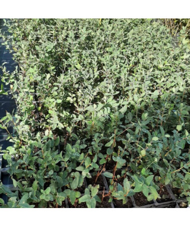 Kamčatkas mellenes 'Leningradskij Velikan' P9/C1