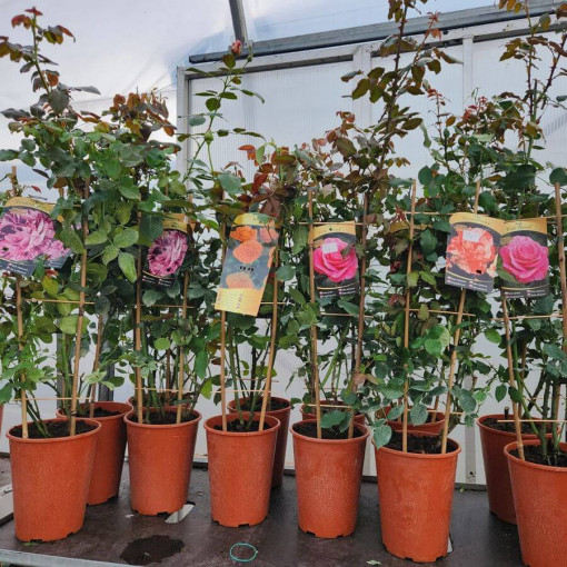 Lielziedu roze 'Sika' 4L pods