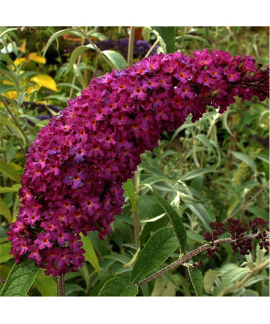 Budleja 'Royal Red' P9/C1