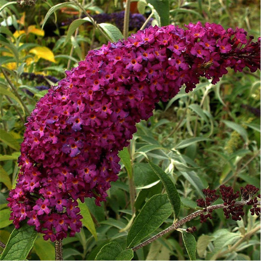 Budleja 'Royal Red' P9/C1