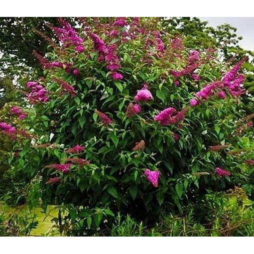 Budleja 'Royal Red' P9/C1